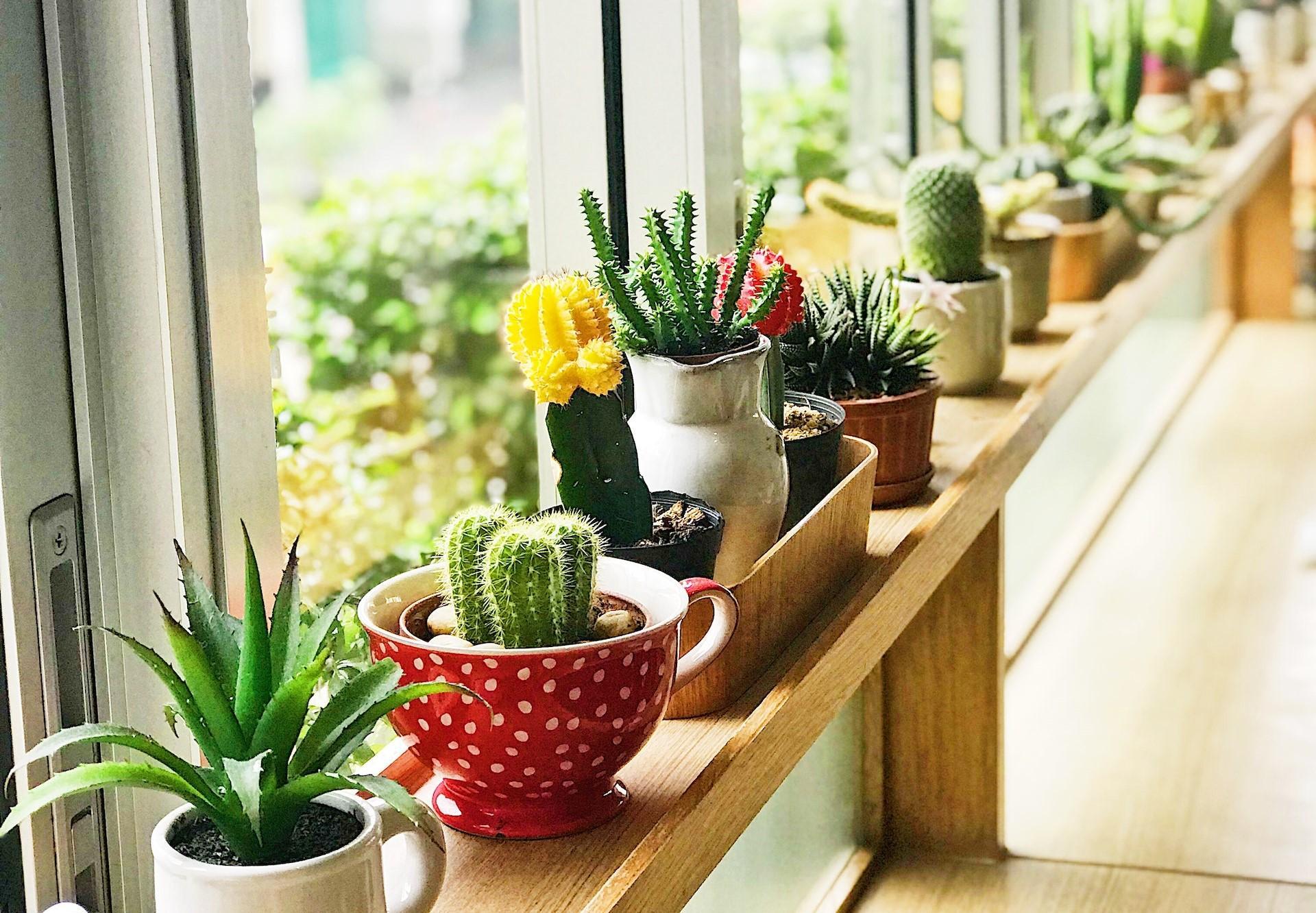 Starting a Live plants and Succulents Ecommerce Store- Sample Business Plan